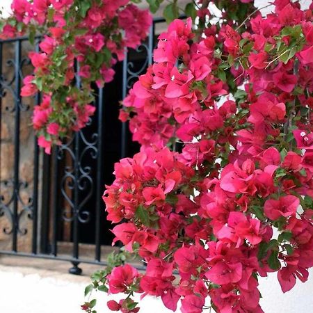 Mas De Les Garroferes Villa Useras Dış mekan fotoğraf